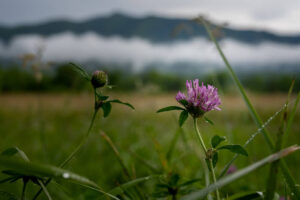 The wildflowers in the Great Smoky Mountains
